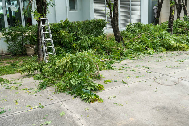 Best Tree Cutting Near Me  in Pismo Beach, CA